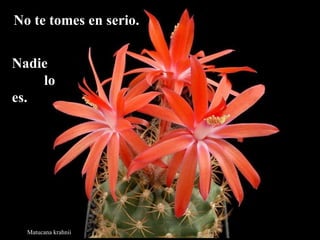 Matucana krahnii No te tomes en serio.   Nadie  lo es. 