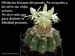 Discocactus pugionacanthus Olvida los fracasos del pasado. No recuerdes a los otros sus viejos  errores.  No sirve más que para destruir la  felicidad presente.   
