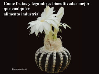 Discocactus horstii Come frutas y legumbres biocultivadas mejor que cualquier  alimento industrial. 