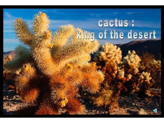 cactus : king of the desert 