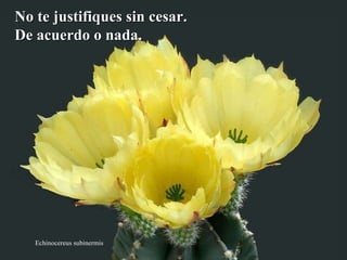 Echinocereus subinermis No te justifiques sin cesar. De acuerdo o nada. 