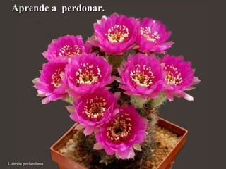 Lobivia peclardiana Aprende a  perdonar.  