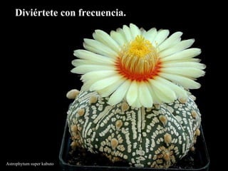 Astrophytum super kabuto Diviértete con frecuencia.   