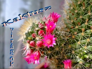Kaktusz virágok 