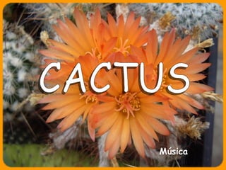 CACTUS Música 