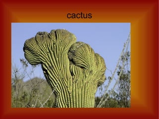 cactus
 