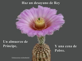 HHaazz uunn ddeessaayyuunnoo ddee RReeyy 
UUnn aallmmuueerrzzoo ddee 
PPrríínncciippee,, YY uunnaa cceennaa ddee 
Echinocereus reichenbachii 
PPoobbrree.. 
 