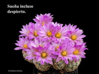 SSuueeññaa iinncclluussoo 
ddeessppiieerrttoo.. 
Escobaria minima 
 