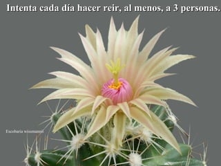 Intenta cada día hacer reir, aall mmeennooss,, aa 33 ppeerrssoonnaass.. 
Escobaria wissmannii 
 