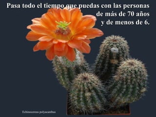 Pasa todo el tiempo que ppuueeddaass ccoonn llaass ppeerrssoonnaass 
Echinocereus polyacanthus 
ddee mmááss ddee 7700 aaññooss 
yy ddee mmeennooss ddee 66.. 
 