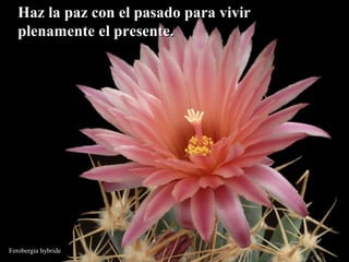 Haz la paz con eell ppaassaaddoo ppaarraa vviivviirr 
pplleennaammeennttee eell pprreesseennttee.. 
Ferobergia hybride 
 