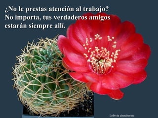 ¿No le prestas aatteenncciióónn aall ttrraabbaajjoo?? 
NNoo iimmppoorrttaa,, ttuuss vveerrddaaddeerrooss aammiiggooss 
eessttaarráánn ssiieemmpprree aallllíí.. 
Lobivia cinnabarina 
 