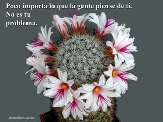 Poco iimmppoorrttaa lloo qquuee llaa ggeennttee ppiieennssee ddee ttíí.. 
NNoo eess ttuu 
pprroobblleemmaa.. 
Mammillaria slevinii 
 