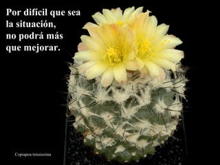 PPoorr ddiiffíícciill qquuee sseeaa 
llaa ssiittuuaacciióónn,, 
nnoo ppooddrráá mmááss 
qquuee mmeejjoorraarr.. 
Copiapoa tenuissima 
 