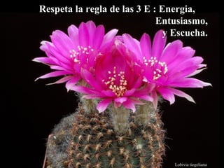 Respeta la rreeggllaa ddee llaass 33 EE :: EEnneerrggiiaa,, 
EEnnttuussiiaassmmoo,, 
yy EEssccuucchhaa.. 
Lobivia tiegeliana 
 