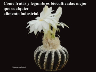 Come frutas yy lleegguummbbrreess bbiiooccuullttiivvaaddaass mmeejjoorr 
qquuee ccuuaallqquuiieerr 
aalliimmeennttoo iinndduussttrriiaall.. 
Discocactus horstii 
 