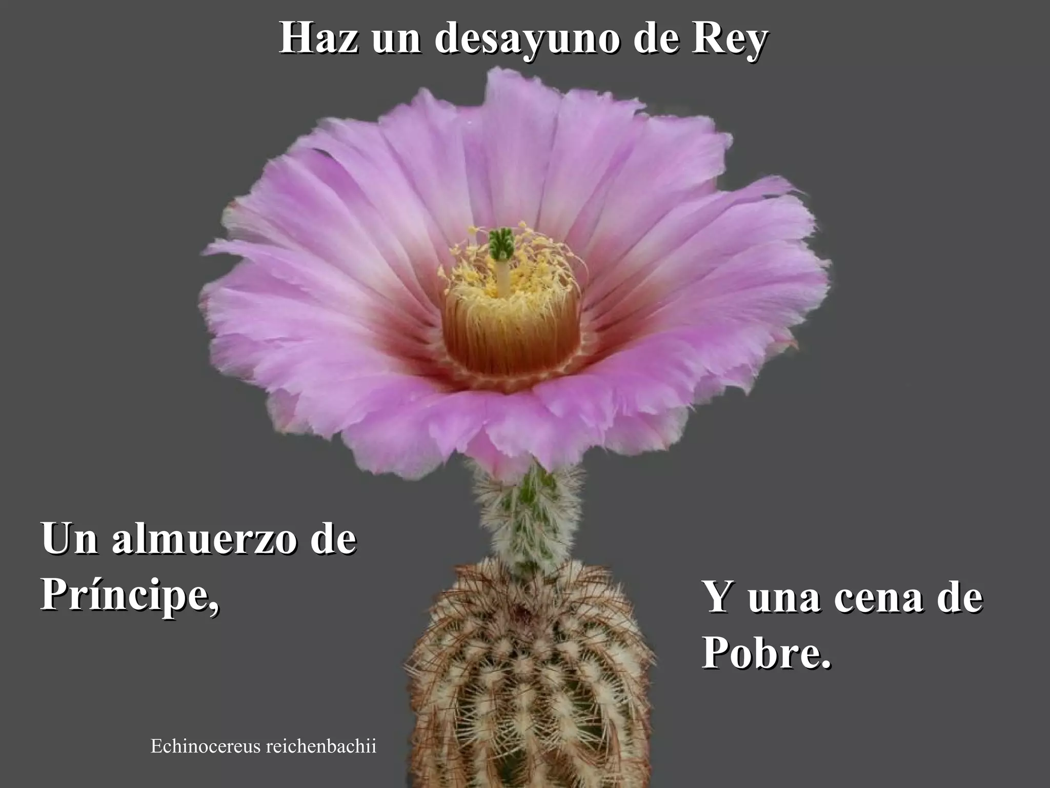 HHaazz uunn ddeessaayyuunnoo ddee RReeyy 
UUnn aallmmuueerrzzoo ddee 
PPrríínncciippee,, YY uunnaa cceennaa ddee 
Echinocereus reichenbachii 
PPoobbrree.. 
 