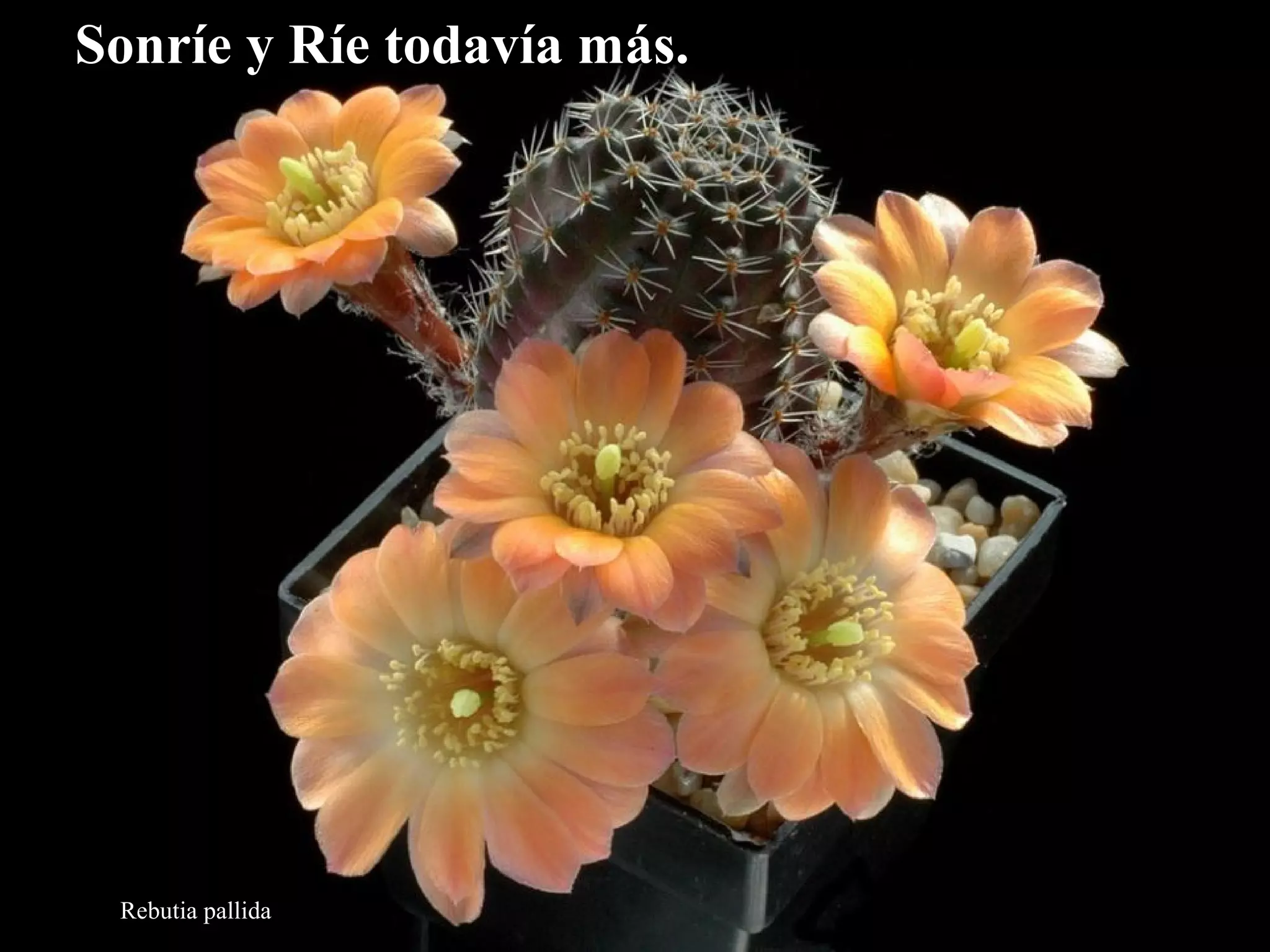 SSoonnrrííee yy RRííee ttooddaavvííaa mmááss.. 
Rebutia pallida 
 