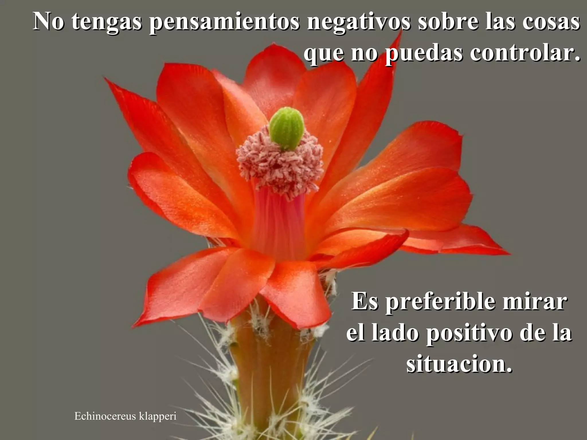 No tengas pensamientos negativos ssoobbrree llaass ccoossaass 
Echinocereus klapperi 
qquuee nnoo ppuueeddaass ccoonnttrroollaarr.. 
EEss pprreeffeerriibbllee mmiirraarr 
eell llaaddoo ppoossiittiivvoo ddee llaa 
ssiittuuaacciioonn.. 
 