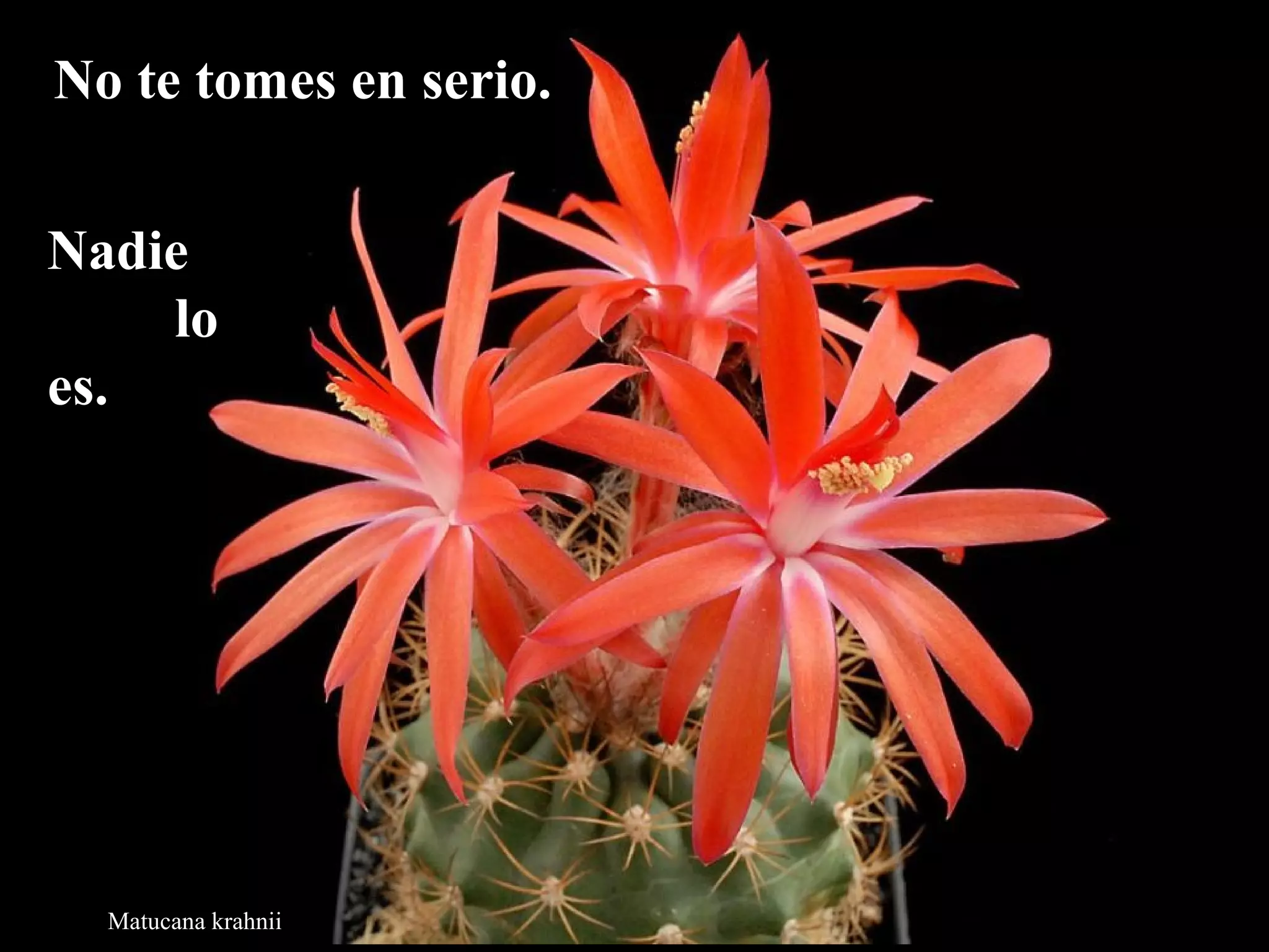 NNoo ttee ttoommeess eenn sseerriioo.. 
NNaaddiiee 
lloo 
eess.. 
Matucana krahnii 
 