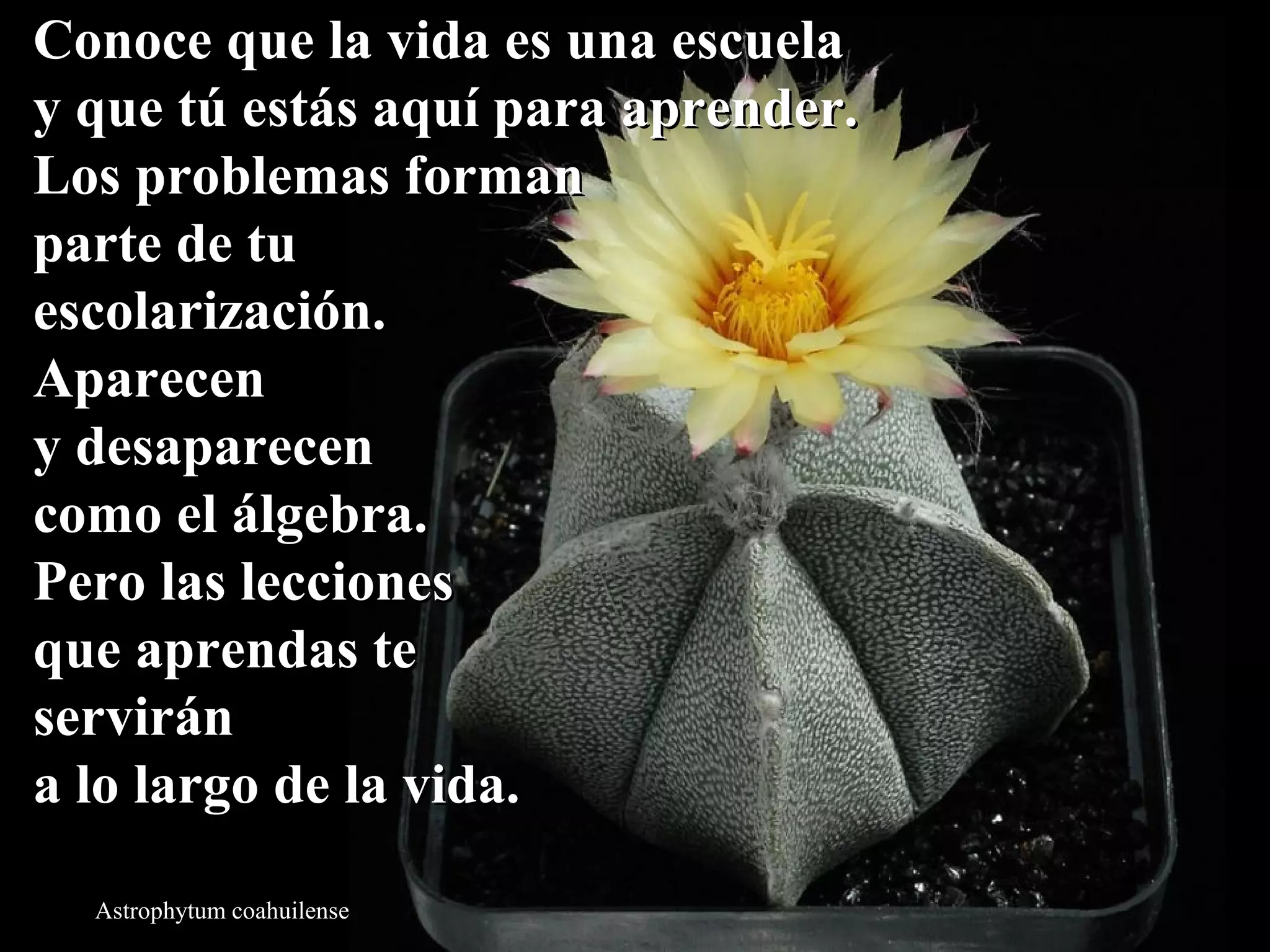 Conoce qquuee llaa vviiddaa eess uunnaa eessccuueellaa 
yy qquuee ttúú eessttááss aaqquuíí ppaarraa aapprreennddeerr.. 
LLooss pprroobblleemmaass ffoorrmmaann 
ppaarrttee ddee ttuu 
eessccoollaarriizzaacciióónn.. 
AAppaarreecceenn 
yy ddeessaappaarreecceenn 
ccoommoo eell áállggeebbrraa.. 
PPeerroo llaass lleecccciioonneess 
qquuee aapprreennddaass ttee 
sseerrvviirráánn 
aa lloo llaarrggoo ddee llaa vviiddaa.. 
Astrophytum coahuilense 
 