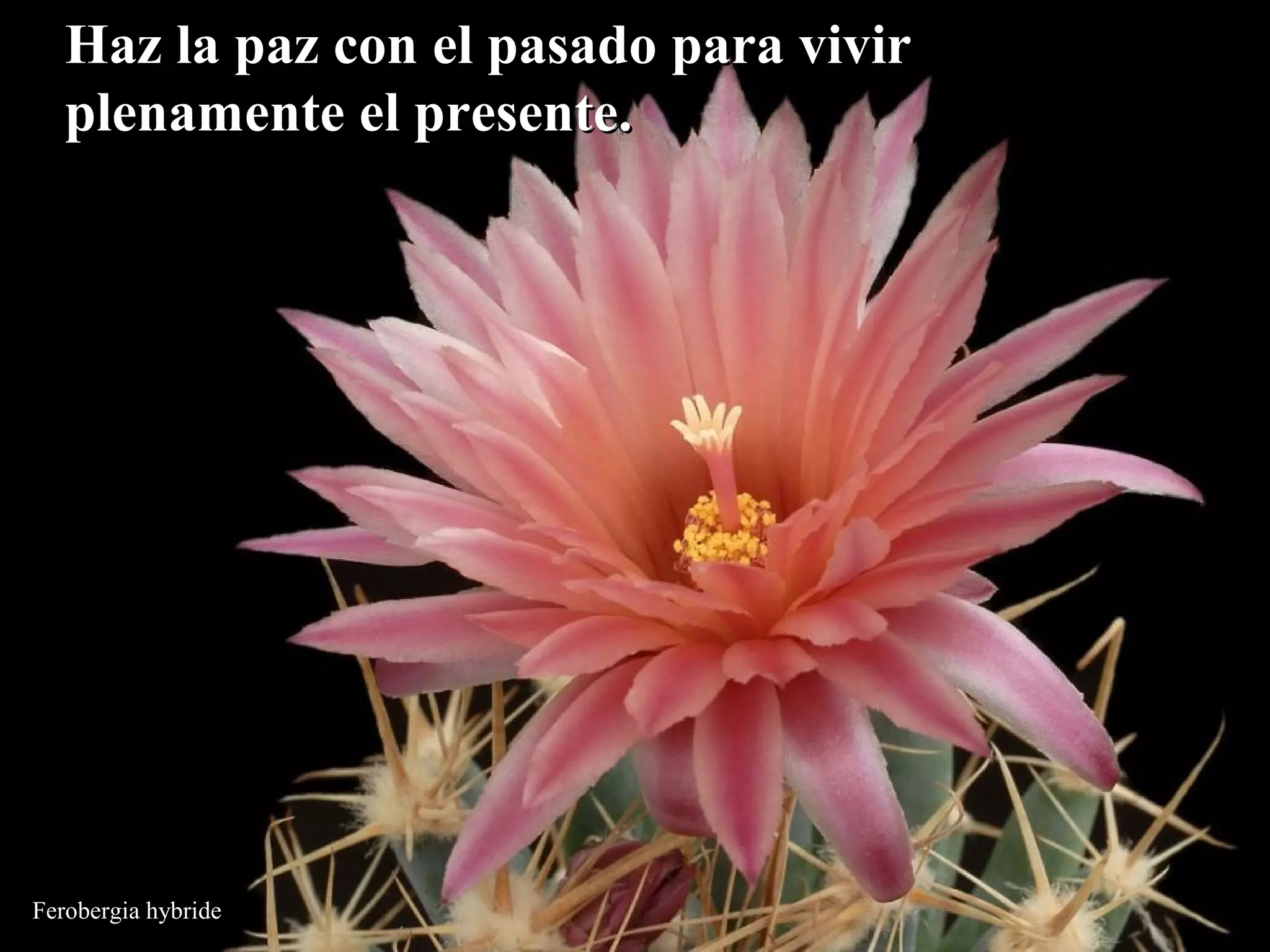 Haz la paz con eell ppaassaaddoo ppaarraa vviivviirr 
pplleennaammeennttee eell pprreesseennttee.. 
Ferobergia hybride 
 