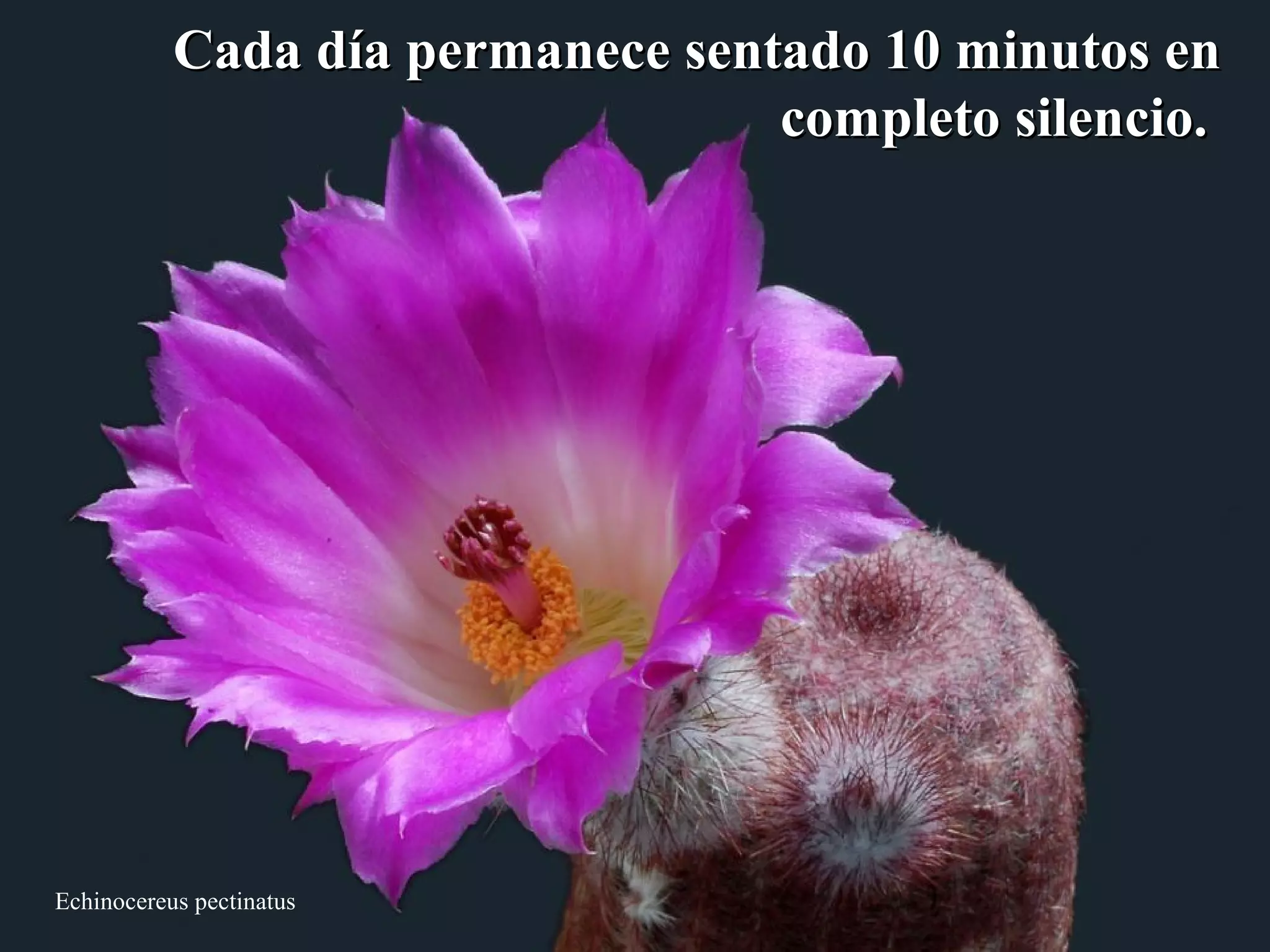 Cada día permanece sseennttaaddoo 1100 mmiinnuuttooss eenn 
Echinocereus pectinatus 
ccoommpplleettoo ssiilleenncciioo.. 
 