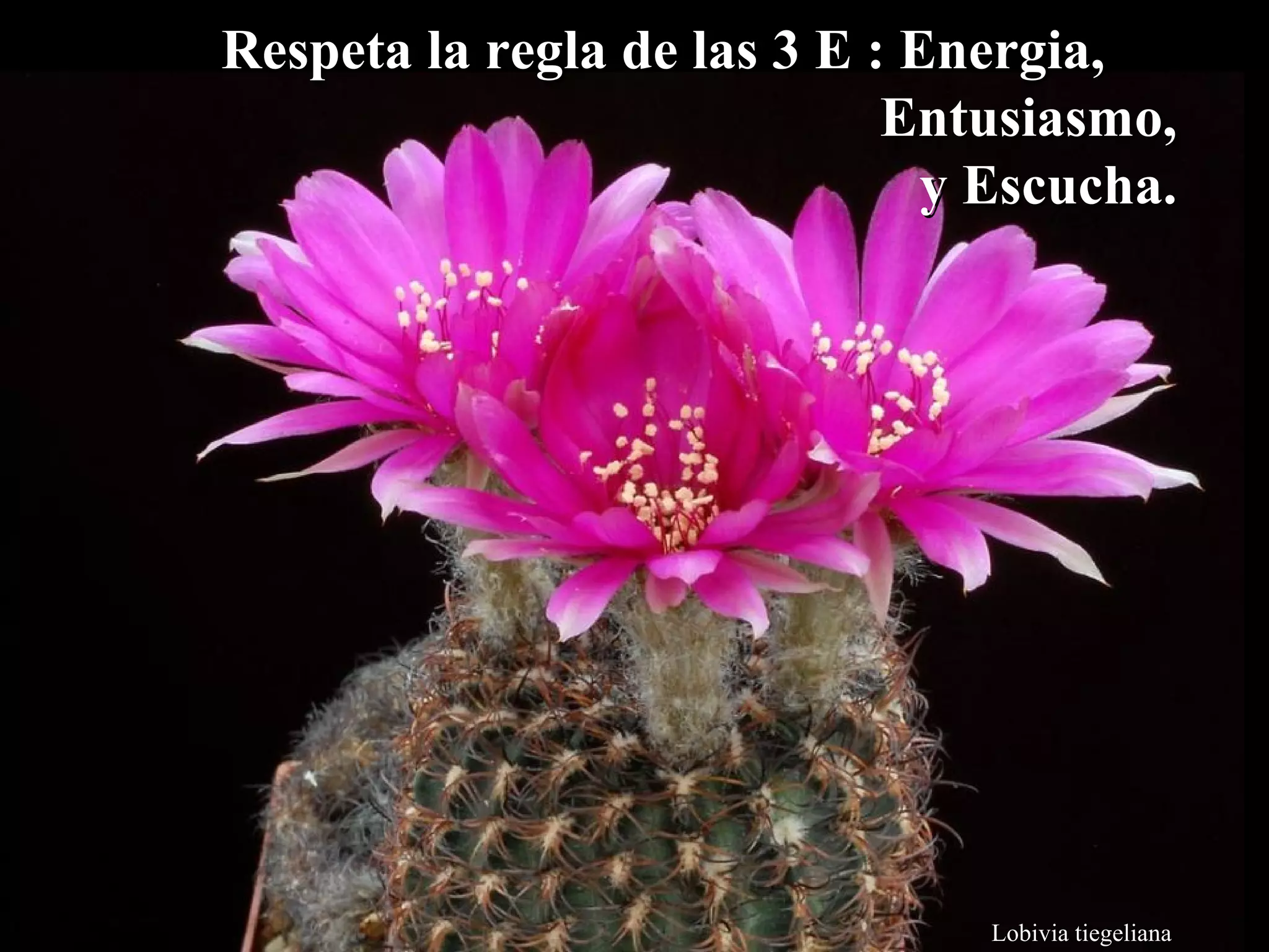 Respeta la rreeggllaa ddee llaass 33 EE :: EEnneerrggiiaa,, 
EEnnttuussiiaassmmoo,, 
yy EEssccuucchhaa.. 
Lobivia tiegeliana 
 