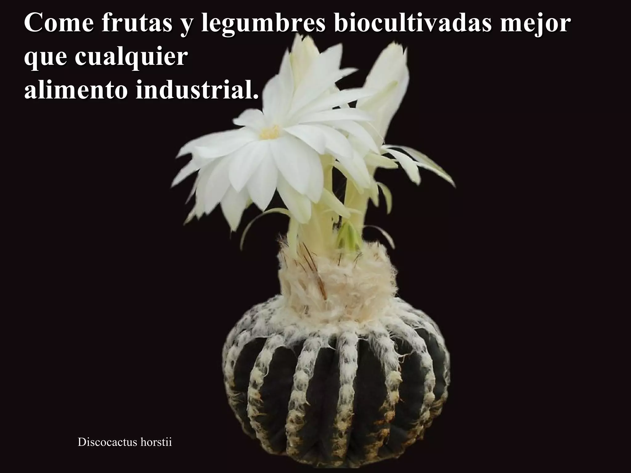 Come frutas yy lleegguummbbrreess bbiiooccuullttiivvaaddaass mmeejjoorr 
qquuee ccuuaallqquuiieerr 
aalliimmeennttoo iinndduussttrriiaall.. 
Discocactus horstii 
 