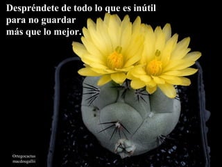 Ortegocactus
macdougallii
Despréndete de todo lo que es inútilDespréndete de todo lo que es inútil
para no guardarpara no guardar
más que lo mejor.más que lo mejor.
 