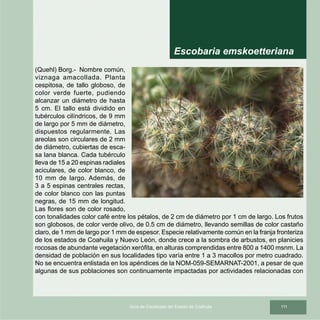 111Guía de Cactáceas del Estado de Coahuila
(Quehl) Borg.- Nombre común,
viznaga amacollada. Planta
cespitosa, de tallo globoso, de
color verde fuerte, pudiendo
alcanzar un diámetro de hasta
5 cm. El tallo está dividido en
tubérculos cilíndricos, de 9 mm
de largo por 5 mm de diámetro,
dispuestos regularmente. Las
areolas son circulares de 2 mm
de diámetro, cubiertas de esca-
sa lana blanca. Cada tubérculo
lleva de 15 a 20 espinas radiales
aciculares, de color blanco, de
10 mm de largo. Además, de
3 a 5 espinas centrales rectas,
de color blanco con las puntas
negras, de 15 mm de longitud.
Las flores son de color rosado,
con tonalidades color café entre los pétalos, de 2 cm de diámetro por 1 cm de largo. Los frutos
son globosos, de color verde olivo, de 0.5 cm de diámetro, llevando semillas de color castaño
claro, de 1 mm de largo por 1 mm de espesor. Especie relativamente común en la franja fronteriza
de los estados de Coahuila y Nuevo León, donde crece a la sombra de arbustos, en planicies
rocosas de abundante vegetación xerófita, en alturas comprendidas entre 800 a 1400 msnm. La
densidad de población en sus localidades tipo varía entre 1 a 3 macollos por metro cuadrado.
No se encuentra enlistada en los apéndices de la NOM-059-SEMARNAT-2001, a pesar de que
algunas de sus poblaciones son continuamente impactadas por actividades relacionadas con
Escobaria emskoetteriana
 