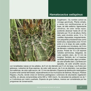 127Guía de Cactáceas del Estado de Coahuila
Engelmann.- Su nombre común es
viznaga ganchuda. Planta simple,
a veces con ramificaciones en la
base, de tallo esférico, ligeramente
cilíndrico, de color verde rojizo,
pudiendo alcanzar hasta 20 cm de
diámetro por 15 cm de altura. Dicho
tallo está dividido entre 13 a 15
costillas dispuestas irregularmente,
con pequeñas protuberancias como
tubérculos, espaciadas unos 15 mm
entre sí a lo largo de cada costilla.
Las areolas son circulares, de 5 mm
de diámetro, cubiertas de lana blanca
gruesa. Posee de 15 a 20 espinas
radiales semirectas, delgadas, de
color castaño claro, de 12 mm de
longitud. También, de 1 a 3 espinas
centrales ganchudas, algo curvadas,
de color amarillo claro. Las flores son
apicales, de color amarillo oscuro,
con tonalidades rojizas en los pétalos, de 6 cm de diámetro por 5 cm de largo. Los frutos son
globosos, cubiertos de finas espinas, de color café oscuro, de 2 cm de diámetro. Las semillas
son esféricas, de color café oscuro, de 1.5 mm de diámetro. Especie de distribución restringida a
la parte norte central del Estado, especialmente en los municipios de Sabinas, Muzquiz, Piedras
Negras y Acuña, donde crece en terrenos pedregosos o arenosos de abundante vegetación
xerófita, en alturas comprendidas entre 600 a 1200 msnm. Su densidad de población es de 1
a 2 individuos por metro cuadrado. Especie de gran belleza, merece ser considerada por los
programas de conservación. 	
Hamatocactus setispinus
 