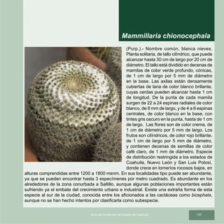 137Guía de Cactáceas del Estado de Coahuila
(Purp.).- Nombre común, blanca nieves.
Planta solitaria, de tallo cilíndrico, que puede
alcanzar hasta 30 cm de largo por 20 cm de
diámetro. El tallo está dividido en decenas de
mamilas de color verde profundo, cónicas,
de 1 cm de largo por 5 mm de diámetro
en la base. Las axilas están densamente
cubiertas de lana de color blanco brillante,
cuyas cerdas pueden alcanzar hasta 1 cm
de longitud. De la punta de cada mamila
surgen de 22 a 24 espinas radiales de color
blanco, de 8 mm de largo, y de 4 a 6 espinas
centrales, de color blanco en la base, con
tintes gris oscuro en la punta, hasta de 1 cm
de largo. Las flores son de color crema, de
1 cm de diámetro por 5 mm de largo. Los
frutos son cilíndricos, de color rojo brillante,
de 1 cm de largo por 5 mm de diámetro,
y contienen decenas de semillas de color
café claro, de 1 mm de diámetro. Especie
de distribución restringida a los estados de
Coahuila, Nuevo León y San Luis Potosí,
donde crece en lomeríos rocosos bajos, en
alturas comprendidas entre 1200 a 1800 msnm. En sus localidades tipo puede ser abundante,
ya que se pueden encontrar hasta 3 especímenes por metro cuadrado. Es abundante en los
alrededores de la zona conurbada a Saltillo, aunque algunas poblaciones importantes están
sufriendo ya el embate del crecimiento urbano e industrial. Existe una extraña forma de esta
especie al sur de la ciudad, conocida entre los aficionados a las cactáceas como bicephala,
aunque no se han hecho intentos por clasificarla como subespecie.
Mammillaria chionocephala
 