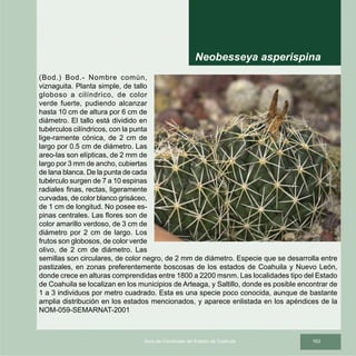 163Guía de Cactáceas del Estado de Coahuila
(Bod.) Bod.- Nombre común,
viznaguita. Planta simple, de tallo
globoso a cilíndrico, de color
verde fuerte, pudiendo alcanzar
hasta 10 cm de altura por 6 cm de
diámetro. El tallo está dividido en
tubérculos cilíndricos, con la punta
lige-ramente cónica, de 2 cm de
largo por 0.5 cm de diámetro. Las
areo-las son elípticas, de 2 mm de
largo por 3 mm de ancho, cubiertas
de lana blanca. De la punta de cada
tubérculo surgen de 7 a 10 espinas
radiales finas, rectas, ligeramente
curvadas, de color blanco grisáceo,
de 1 cm de longitud. No posee es-
pinas centrales. Las flores son de
color amarillo verdoso, de 3 cm de
diámetro por 2 cm de largo. Los
frutos son globosos, de color verde
olivo, de 2 cm de diámetro. Las
semillas son circulares, de color negro, de 2 mm de diámetro. Especie que se desarrolla entre
pastizales, en zonas preferentemente boscosas de los estados de Coahuila y Nuevo León,
donde crece en alturas comprendidas entre 1800 a 2200 msnm. Las localidades tipo del Estado
de Coahuila se localizan en los municipios de Arteaga, y Saltillo, donde es posible encontrar de
1 a 3 individuos por metro cuadrado. Esta es una specie poco conocida, aunque de bastante
amplia distribución en los estados mencionados, y aparece enlistada en los apéndices de la
NOM-059-SEMARNAT-2001
Neobesseya asperispina
 
