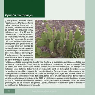 172 Guía de Cactáceas del Estado de Coahuila
(Lehm.) Pfeiff.- Nombre común,
nopal cegador. Planta que forma
tallos robustos, hasta de 1 m
de altura, dividido en decenas
de pencas casi circulares y muy
delgadas, de 10 a 15 cm de
diámetro por 1 cm de espesor,
de color verde profundo. En cada
penca hay decenas de areolas
redondas cubiertas de pelusa,
protegidas por gloquidios de
los cuales emergen cientos de
espinas finas rectas, de menos de
1 mm de largo. Dependiendo del
color de las espinas se distinguen
3 subespecies; la subespecie
albispina tiene todas sus espinas
de color blanco; la subespecie
rufida posee todas sus espinas de color rojo fuerte; y la subespecie pallida posee todas sus
espinas de color amarillo. Todas estas subespecies son comúnes en los alrededores del Valle
de Saltillo. Las flores son de color amarillo brillante, de 5 cm de diámetro por 3 cm de largo. Los
frutos son tunas de forma de barril, de 3 cm de diámetro por 5 cm de longitud, llevando decenas
de semillas de color blanco opaco, de 1 mm de diámetro. Especie de gran belleza ornamental,
por el gran colorido de sus espinas, las cuales sin embargo, dan origen a su nombre común. Es
muy abundante en los alrededores de Saltillo, donde crece en planicies abiertas de vegetación
xerófita, en alturas comprendidas entre 1200 a 1800 msnm, aunque su distribución es amplia
en todo el Desierto Chihuahuense. Ya que no forma grandes estructuras como es el caso de la
gran mayoría de las especies del género Opuntia, merece se le considere para el rescate de
las poblaciones de la región mencionada.
Opuntia microdasys
 