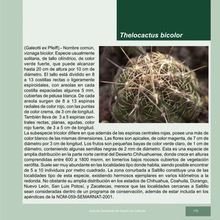 175Guía de Cactáceas del Estado de Coahuila
(Galeotti ex Pfeiff).- Nombre común,
viznaga bicolor. Especie usualmente
solitaria, de tallo cilíndrico, de color
verde fuerte, que puede alcanzar
hasta 20 cm de altura por 10 cm de
diámetro. El tallo está dividido en 8
a 13 costillas rectas o ligeramente
espiroidales, con areolas en cada
costilla espaciadas algunos 5 mm,
cubiertas de pelusa blanca. De cada
areola surgen de 8 a 13 espinas
radiales de color rojo, con las puntas
de color crema, de 3 cm de longitud.
También lleva de 3 a 5 espinas cen-
trales rectas, planas, agudas, color
rojo fuerte, de 3 a 5 cm de longitud.
La subespecie tricolor difiere en que además de las espinas centrales rojas, posee una más de
color blanco de las mismas dimensiones. Las flores son apicales, de color magenta, de 7 cm de
diámetro por 3 cm de longitud. Los frutos son pequeñas bayas de color verde claro, de 1 cm de
diámetro, conteniendo algunas semillas negras de 2 mm de diámetro. Esta es una especie de
amplia distribución en la parte norte central del Desierto Chihuahuense, donde crece en alturas
comprendidas entre 600 a 1800 msnm, en lomeríos bajos rocosos cubiertos de vegetación
xerófita. Suele ser muy abundante en las localidades tipo donde habita, siendo posible encontrar
de 5 a 10 individuos por metro cuadrado. La zona conurbada a Saltillo constituye una de las
localidades tipo de esta especie, existiendo hermosos ejemplares en varios kilómetros a la
redonda. No obstante su amplia distribución en los estados de Chihuahua, Coahuila, Durango,
Nuevo León, San Luis Potosí, y Zacatecas, merece que las localidades cercanas a Saltillo
sean consideradas dentro de un programa de conservación, además de estar incluida en los
apéndices de la NOM-059-SEMARNAT-2001.
Thelocactus bicolor
 
