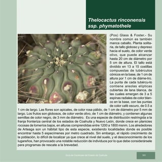 181Guía de Cactáceas del Estado de Coahuila
(Pos) Glass  Foster.- Su
nombre común es también
manca caballo. Planta solita-
ria, de tallo globoso y depreso
hacia el suelo, de color verde
olivo, que puede alcanzar
hasta 20 cm de diámetro por
5 cm de altura. El tallo está
dividido en 13 a 15 costillas
compuestas de tubérculos
cónicos en la base, de 1 cm de
altura por 1 cm de diáme-tro.
La punta de cada tubércu-lo
contiene areolas elípticas
cubiertas de lana blanca, de
las cuales emergen de 3 a 5
espinas radiales de color blan-
co en la base, con las puntas
de color café oscuro, de 0.5 a
1 cm de largo. Las flores son apicales, de color rosa pálido, de 1 cm de diámetro por 5 mm de
largo. Los frutos son globosos, de color verde olivo, de 1 cm de diámetro, y contienen algunas
semillas de color negro, de 3 mm de diámetro. Es una especie de distribución restringida a la
franja fronteriza central de los estados de Coahuila y Nuevo León, donde crece en planicies
rocosas de lomeríos bajos, en alturas comprendidas entre 1200 a 1800 msnm. Los alrededores
de Arteaga son un hábitat tipo de esta especie, existiendo localidades donde es posible
encontrar hasta 5 especímenes por metro cuadrado. Sin embargo, el rápido crecimiento de
la población, lo difícil de localizar ya que crece al nivel del suelo, y el desconocimiento de los
lugareños, han provocado una notable reducción de individuos por lo que debe considerársele
para programas de rescate a la brevedad.
Thelocactus rinconensis
ssp. phymatothele
 