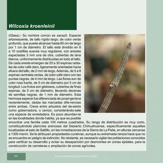 184 Guía de Cactáceas del Estado de Coahuila
(Glass).- Su nombre común es sacazil. Especie
arborescente, de tallo rígido largo, de color verde
profundo, que puede alcanzar hasta 60 cm de largo
por 1 cm de diámetro. El tallo está dividido en 8
a 10 costillas suaves muy regulares, con areolas
espaciadas 3 mm una de otra, cubiertas de lana
blanca, uniformemente distribuidas en todo el tallo.
De cada areola emergen de 20 a 30 espinas radia-
les de color café claro, ligeramente orientadas hacia
afuera del tallo, de 2 mm de largo.Además, de 5 a 8
espinas centrales rectas, de color café claro con las
puntas negras, de 4 mm de largo. Las flores son de
color rosa fuerte, de 5 cm de diámetro por 5 cm de
longitud. Los frutos son globosos, cubiertos de finas
espinas, de 5 cm de diámetro, llevando decenas
de semillas negras, de 1 mm de diámetro. Esta
hermosa especie fue diferenciada de posel-geriana
recientemente, dadas las marcadas dife-rencias
entre ambas. Crece entre arbustos del de-sierto
como gobernadora, o cenizo, considerándo-sele
una especie de enredadera. Es poco abundan-te
en las localidades donde habita, ya que es posible
encontrar una familia cada 100 metros cuadrados. Su rango de distribución es muy corto,
constituyéndolo planicies arenosas del Desierto Chihuahuense, específicamente aquellas
localizadas al este de Saltillo, en las inmediaciones de la Sierra de La Paila, en alturas cercanas
a 1300 msnm. Se le atribuyen propiedades curativas, aunque su extremada rareza hace que no
se encuentre en peligro de extinción. No obstante, es necesario vigilar las poblaciones conocidas
para verificar su desarrollo y evitar su desaparición por desmontes en zonas ejidales, para la
construcción de carreteras o ampliación de zonas agrícolas.
Wilcoxia kroenleinii
 
