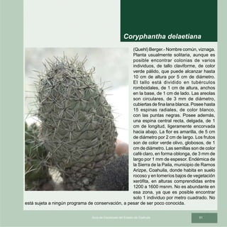 51Guía de Cactáceas del Estado de Coahuila
(Quehl) Berger.- Nombre común, viznaga.
Planta usualmente solitaria, aunque es
posible encontrar colonias de varios
individuos, de tallo claviforme, de color
verde pálido, que puede alcanzar hasta
10 cm de altura por 5 cm de diámetro.
El tallo está dividido en tubérculos
romboidales, de 1 cm de altura, anchos
en la base, de 1 cm de lado. Las areolas
son circulares, de 3 mm de diámetro,
cubiertas de fina lana blanca. Posee hasta
15 espinas radiales, de color blanco,
con las puntas negras. Posee además,
una espina central recta, delgada, de 1
cm de longitud, ligeramente encorvada
hacia abajo. La flor es amarilla, de 5 cm
de diámetro por 2 cm de largo. Los frutos
son de color verde olivo, globosos, de 1
cm de diámetro. Las semillas son de color
café claro, en forma oblonga, de 3 mm de
largo por 1 mm de espesor. Endémica de
la Sierra de la Paila, municipio de Ramos
Arizpe, Coahuila, donde habita en suelo
rocoso y en lomeríos bajos de vegetación
xerófita, en alturas comprendidas entre
1200 a 1600 msnm. No es abundante en
esa zona, ya que es posible encontrar
solo 1 individuo por metro cuadrado. No
está sujeta a ningún programa de conservación, a pesar de ser poco conocida.
Coryphantha delaetiana
 