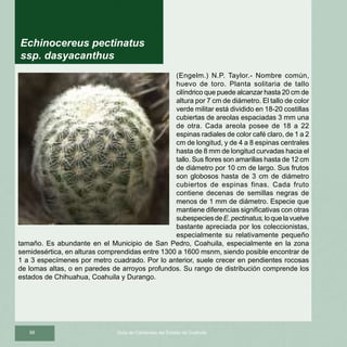 88 Guía de Cactáceas del Estado de Coahuila
(Engelm.) N.P. Taylor.- Nombre común,
huevo de toro. Planta solitaria de tallo
cilíndrico que puede alcanzar hasta 20 cm de
altura por 7 cm de diámetro. El tallo de color
verde militar está dividido en 18-20 costillas
cubiertas de areolas espaciadas 3 mm una
de otra. Cada areola posee de 18 a 22
espinas radiales de color café claro, de 1 a 2
cm de longitud, y de 4 a 8 espinas centrales
hasta de 8 mm de longitud curvadas hacia el
tallo. Sus flores son amarillas hasta de 12 cm
de diámetro por 10 cm de largo. Sus frutos
son globosos hasta de 3 cm de diámetro
cubiertos de espinas finas. Cada fruto
contiene decenas de semillas negras de
menos de 1 mm de diámetro. Especie que
mantiene diferencias significativas con otras
subespeciesdeE.pectinatus,loquelavuelve
bastante apreciada por los coleccionistas,
especialmente su relativamente pequeño
tamaño. Es abundante en el Municipio de San Pedro, Coahuila, especialmente en la zona
semidesértica, en alturas comprendidas entre 1300 a 1600 msnm, siendo posible encontrar de
1 a 3 especímenes por metro cuadrado. Por lo anterior, suele crecer en pendientes rocosas
de lomas altas, o en paredes de arroyos profundos. Su rango de distribución comprende los
estados de Chihuahua, Coahuila y Durango.
Echinocereus pectinatus
ssp. dasyacanthus
 