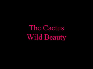 The Cactus Wild Beauty 