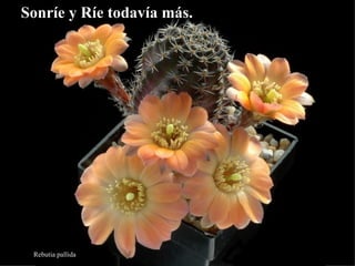 Sonríe y Ríe todavía más.




 Rebutia pallida
 