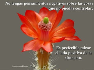 No tengas pensamientos negativos sobre las cosas
                      que no puedas controlar.




                           Es preferible mirar
                           el lado positivo de la
                                 situacion.
   Echinocereus klapperi
 