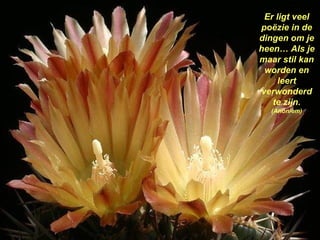 Er ligt veel poëzie in de dingen om je heen… Als je maar stil kan worden en leert verwonderd te zijn.  (Anoniem) 