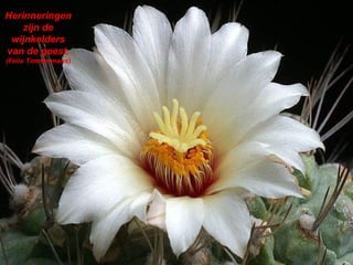 Herinneringen zijn de wijnkelders van de geest.  (Felix Timmermans) 