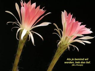 Als je bemind wil worden, heb dan lief.  (M.L.Persijn) 