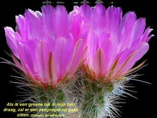 Als ik een groene tak in mijn hart draag, zal er een zangvogel op gaan zitten.  (Chinees spreekwoord) 