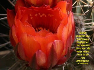 Geluk moeten we onderweg zoeken en niet aan het eind van de weg, want dan is de reis afgelopen.  (Kris Brand) 