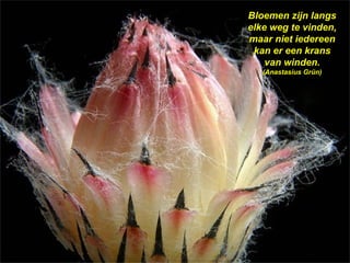 Bloemen zijn langs elke weg te vinden, maar niet iedereen kan er een krans van winden.  (Anastasius Grün) 