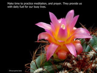 Oroya peruviana Make time to practice meditation, and prayer. They provide us  with daily fuel for our busy lives.  